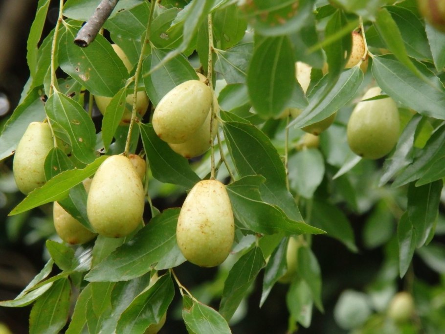 Simmondsia chinensis Oil