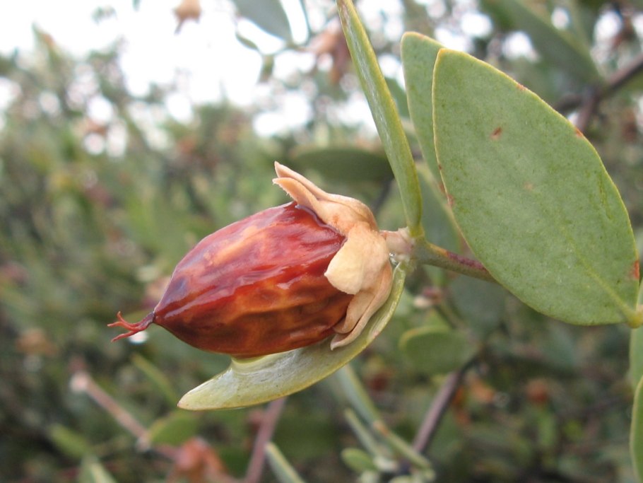 Simmondsia chinensis (Jojoba)