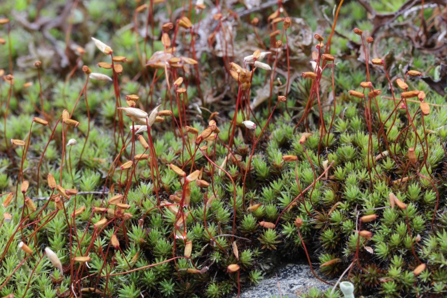 Политрихум пелиферум