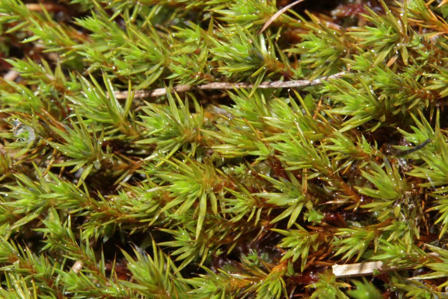 Политрихум сжатый Polytrichum strictum