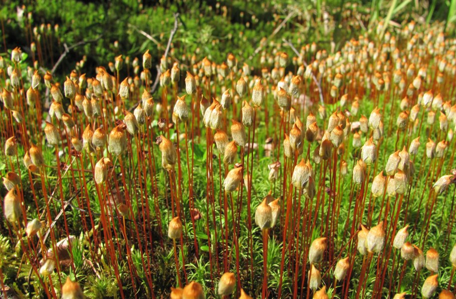 Мох политрихум обыкновенный