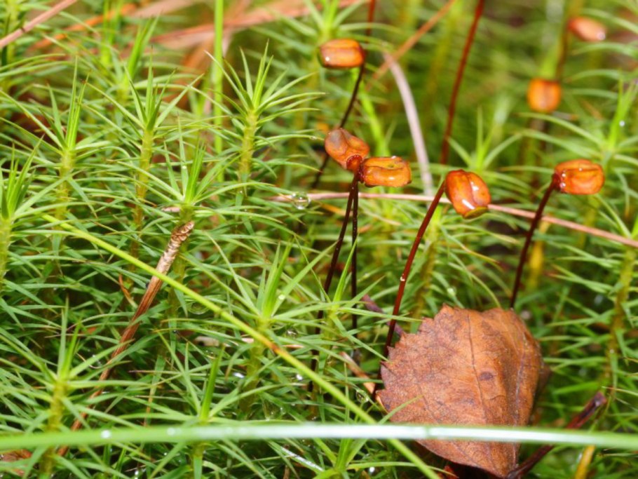 Спорогий Polytrichum commune