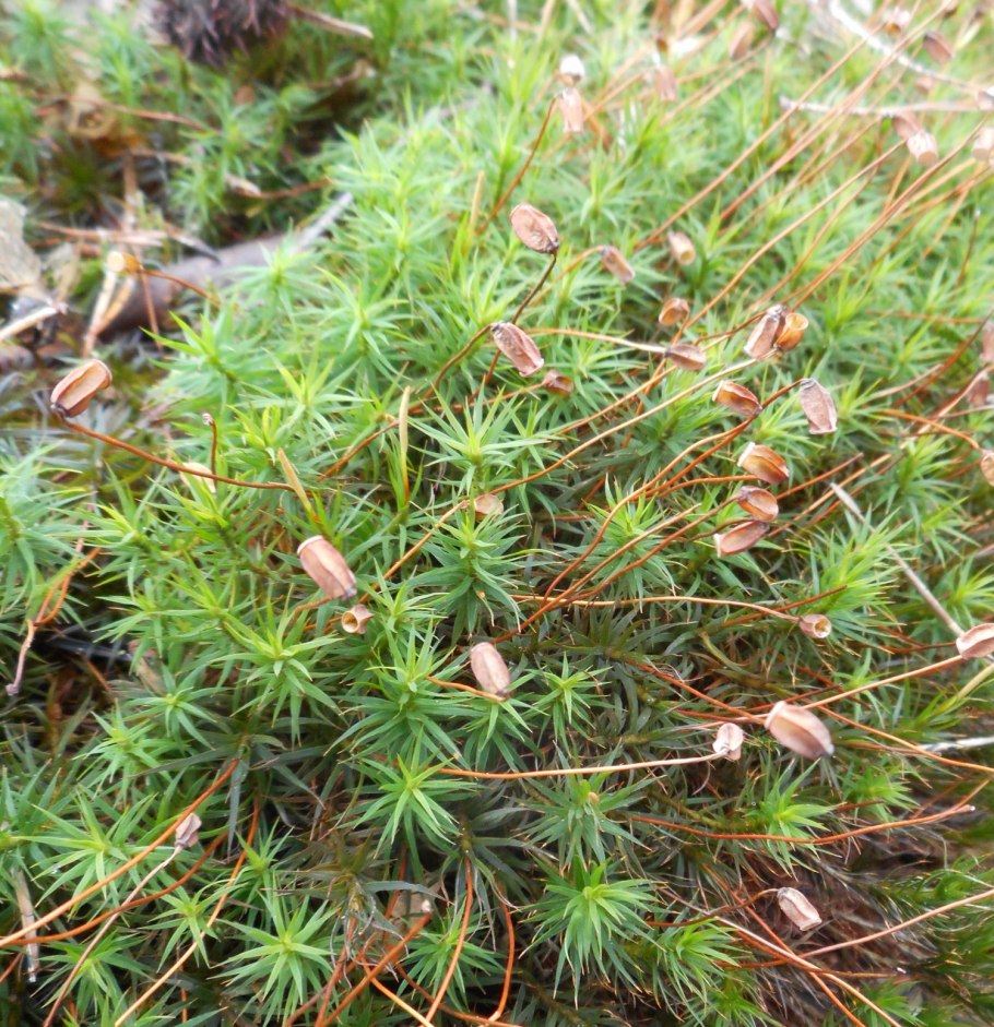 Мох политрихум обыкновенный