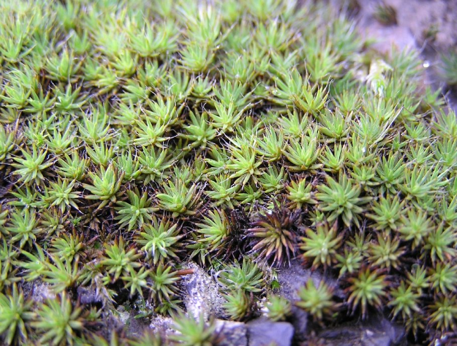 Кукушкин лен политрихум