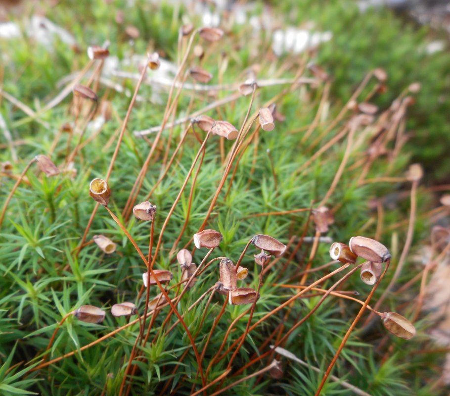 Мох политрихум обыкновенный