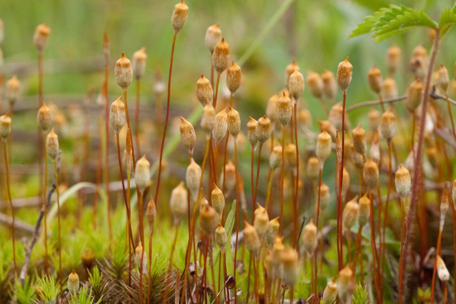 Polytrichum commune (Кукушкин лён обыкновенный)