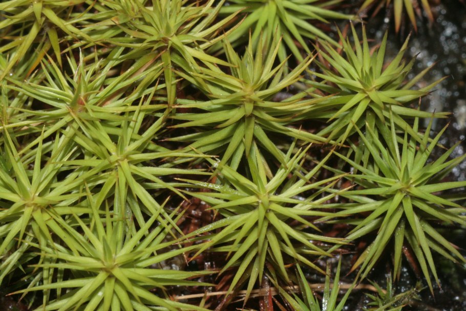 Polytrichum piliferum