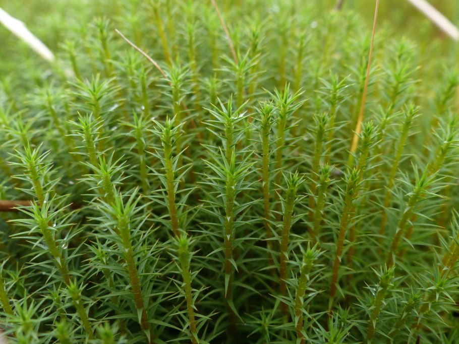 Политрихум можжевеловый