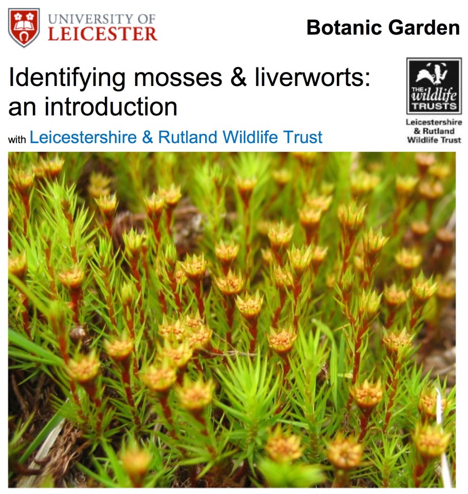 Политрихум обыкновенный