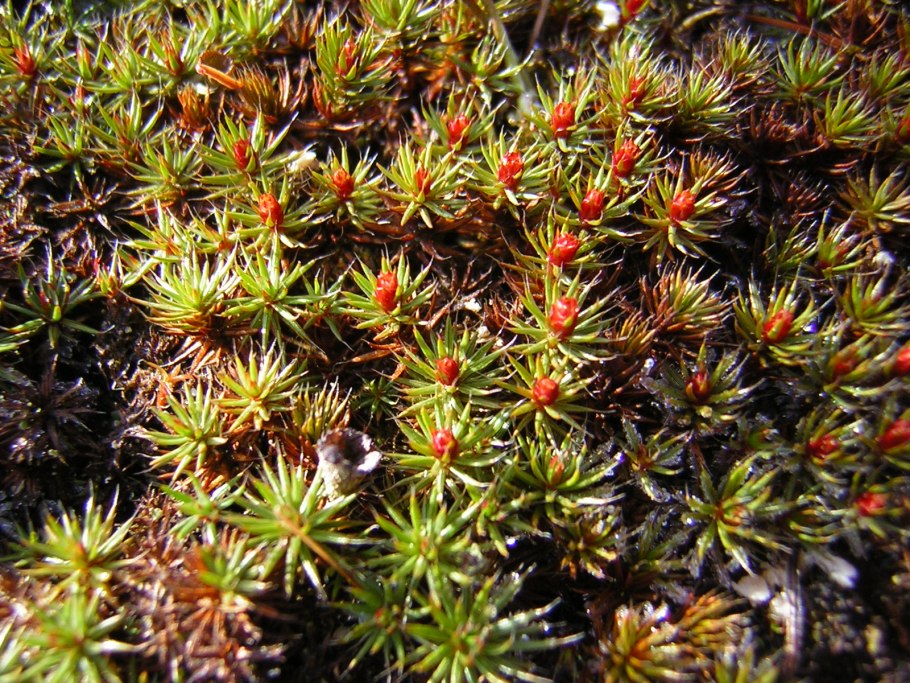 Политрихум обыкновенный