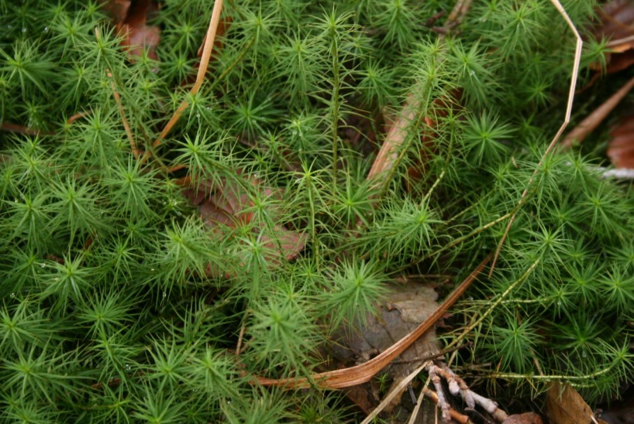 Мох политрихум