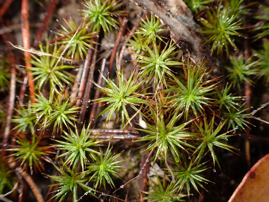 Сосняк политрихумовый