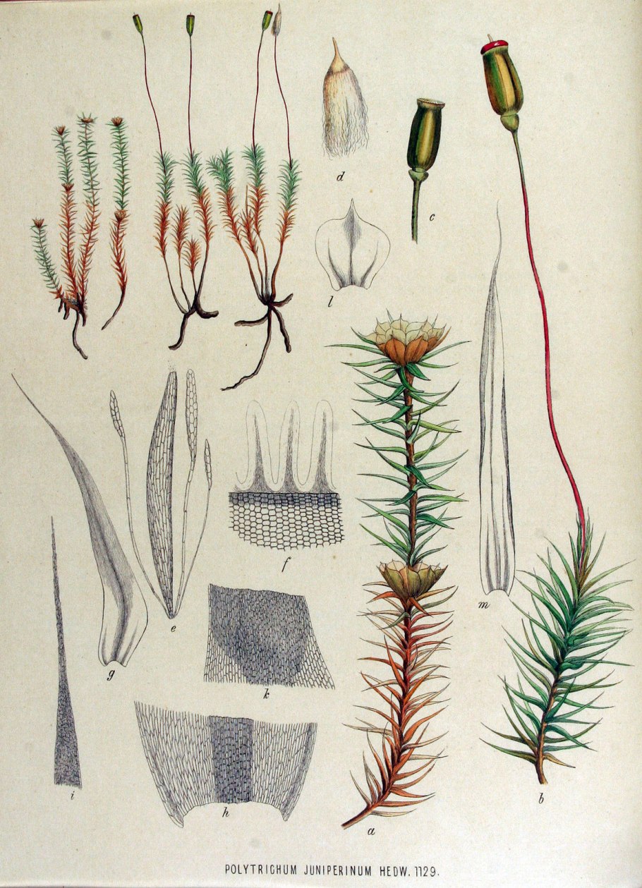 Polytrichum piliferum