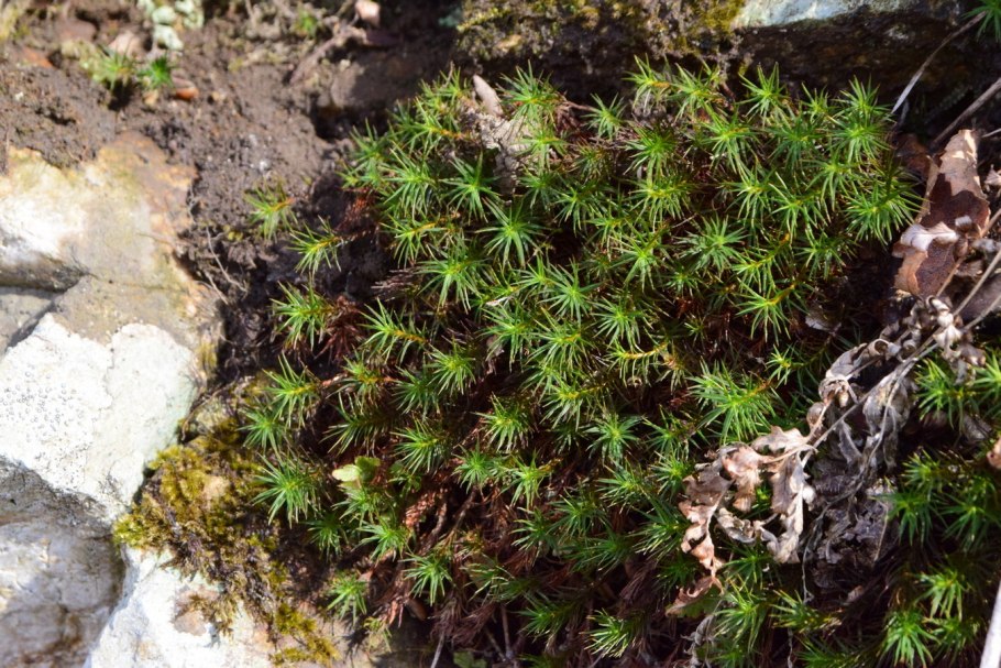 Polytrichum juniperinum