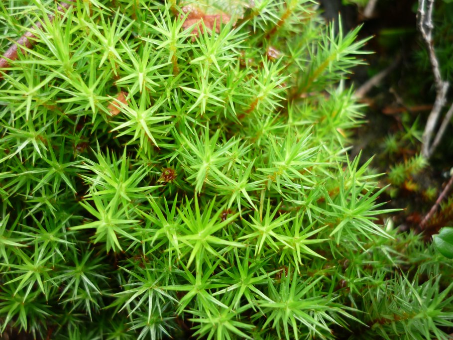 Мох политрихум