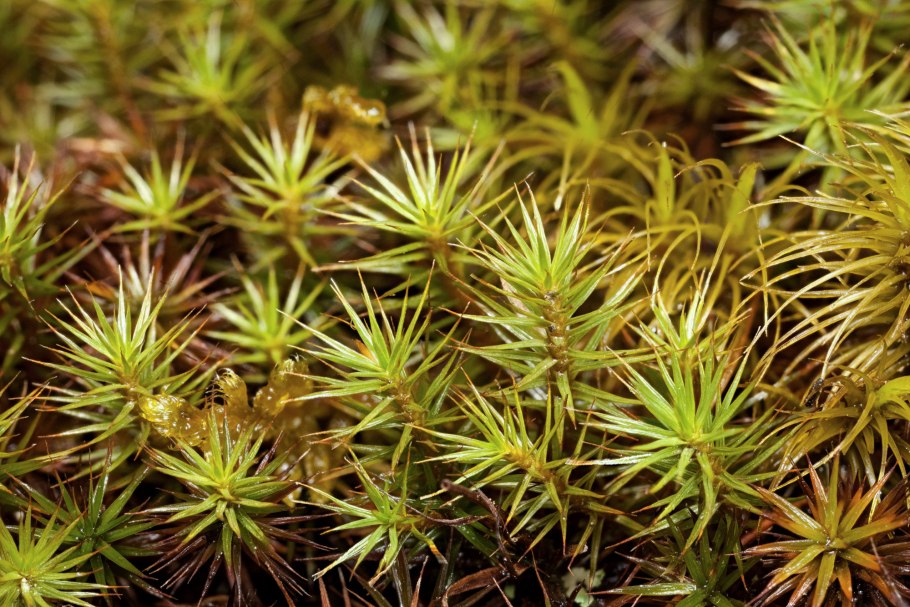 Polytrichum longisetum