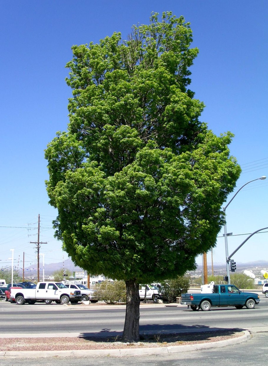 Ясень Даурский