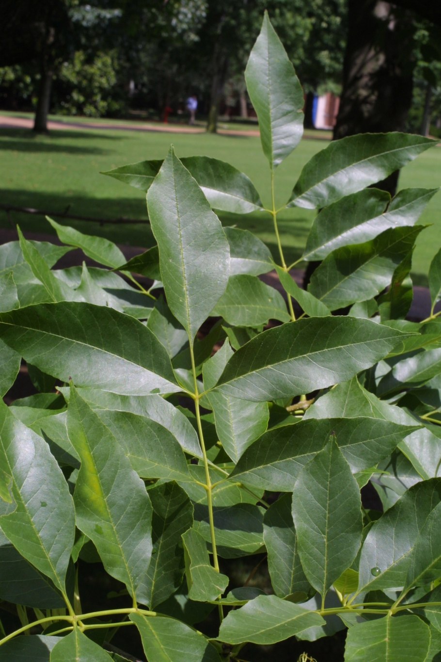 Ясень шерстистый ясень Зибольда