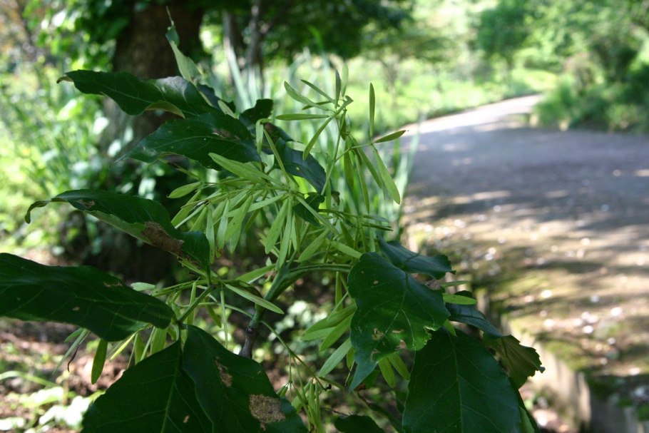 Ясень манновый (Fraxinus ornus)