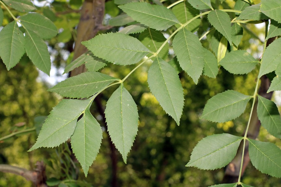 Fraxinus ornus Meczek