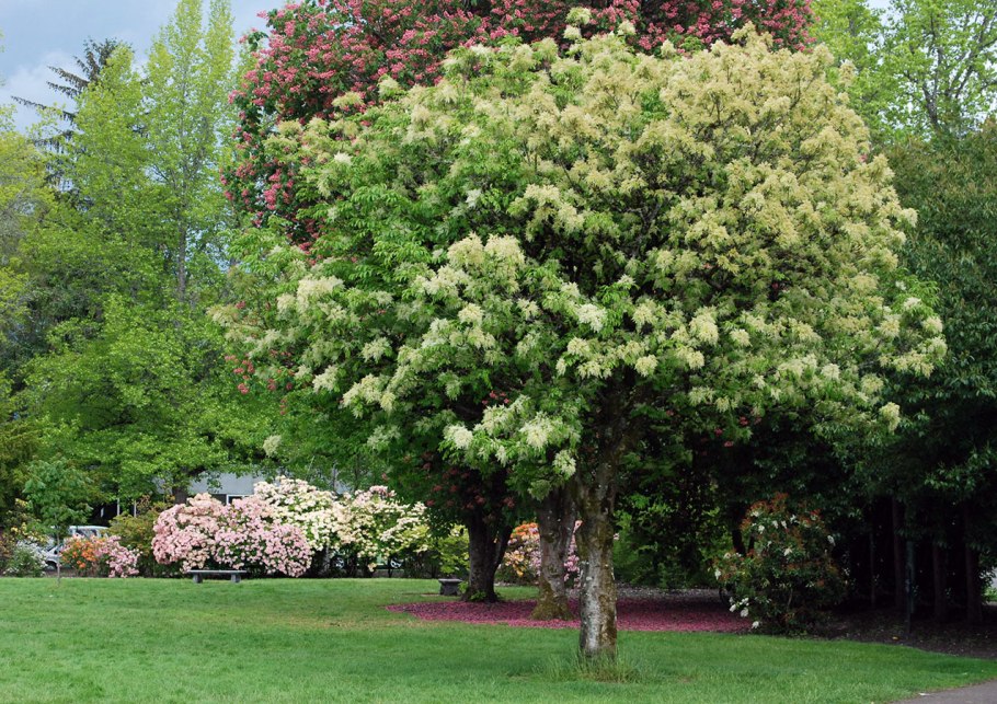Ясень манновый (Fraxinus ornus)