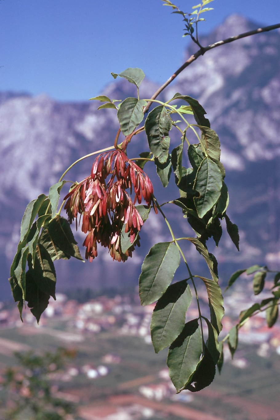 Ясень Брукс