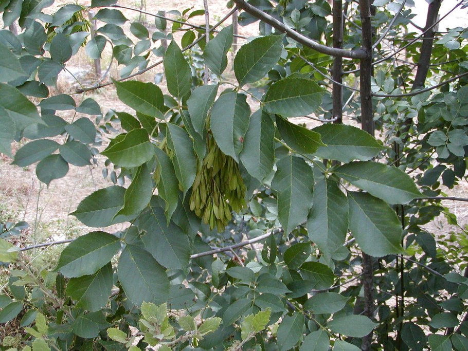 Ясень обыкновенный fraxinus excelsior