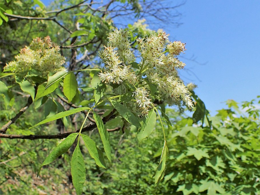 Ясень носолистный фото