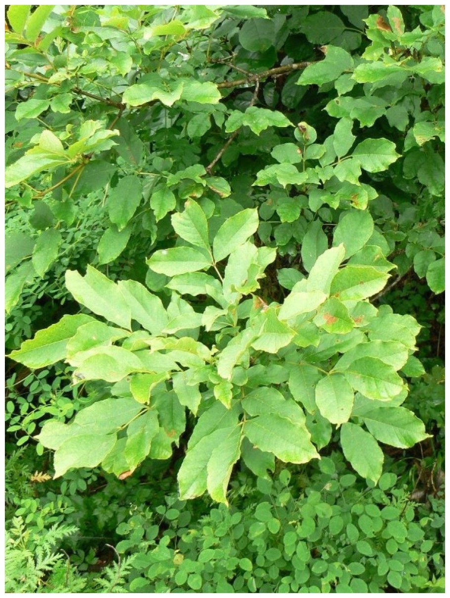 Ясень Гриффита