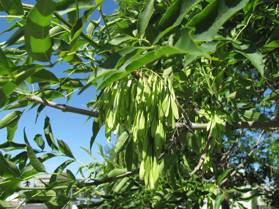 Крылатки ясеня