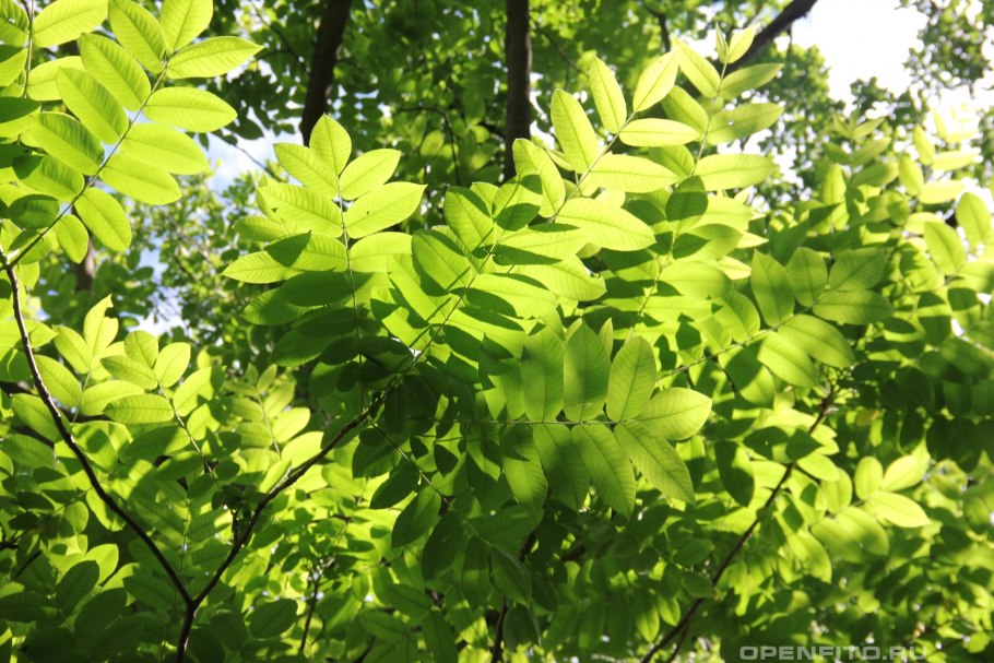 Ясень носолистный Приморский край