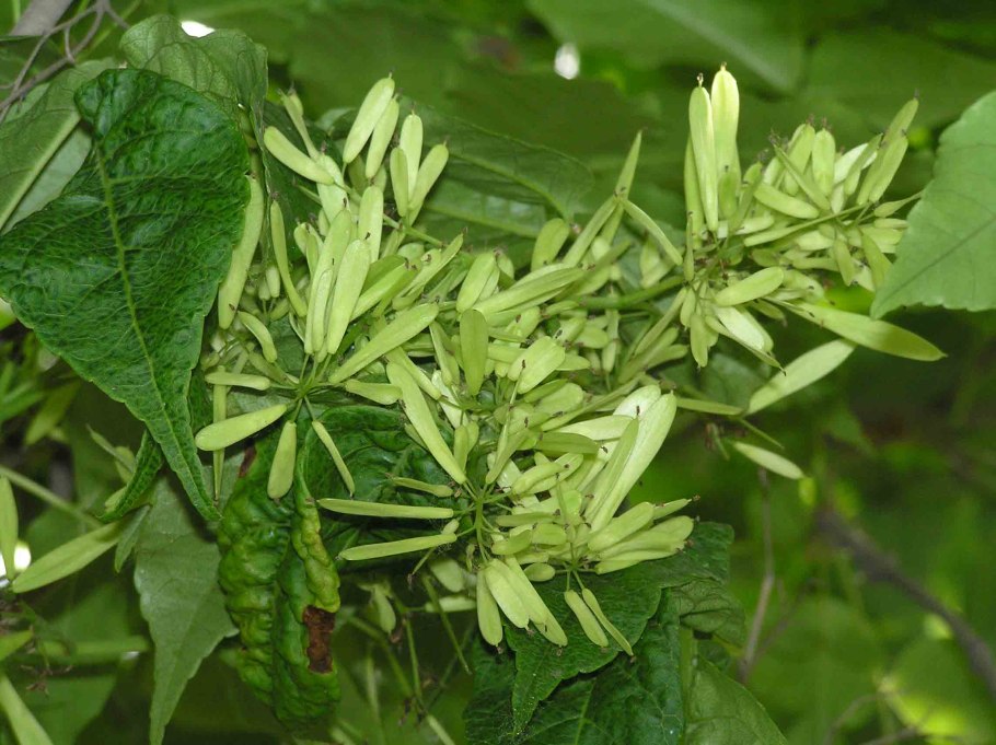Ясень пенсильванский fraxinus pennsylvanica