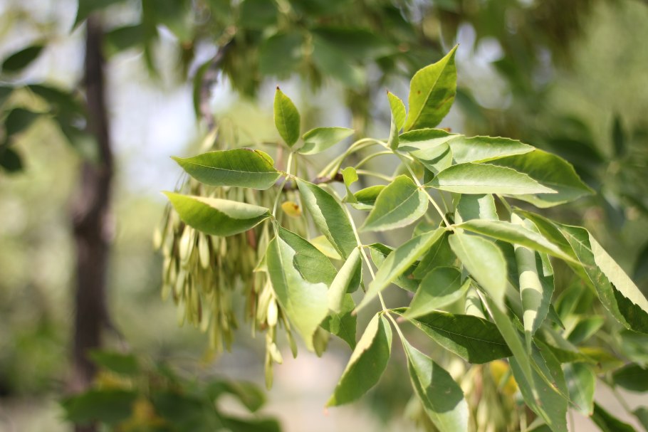 Ясень пенсильванский