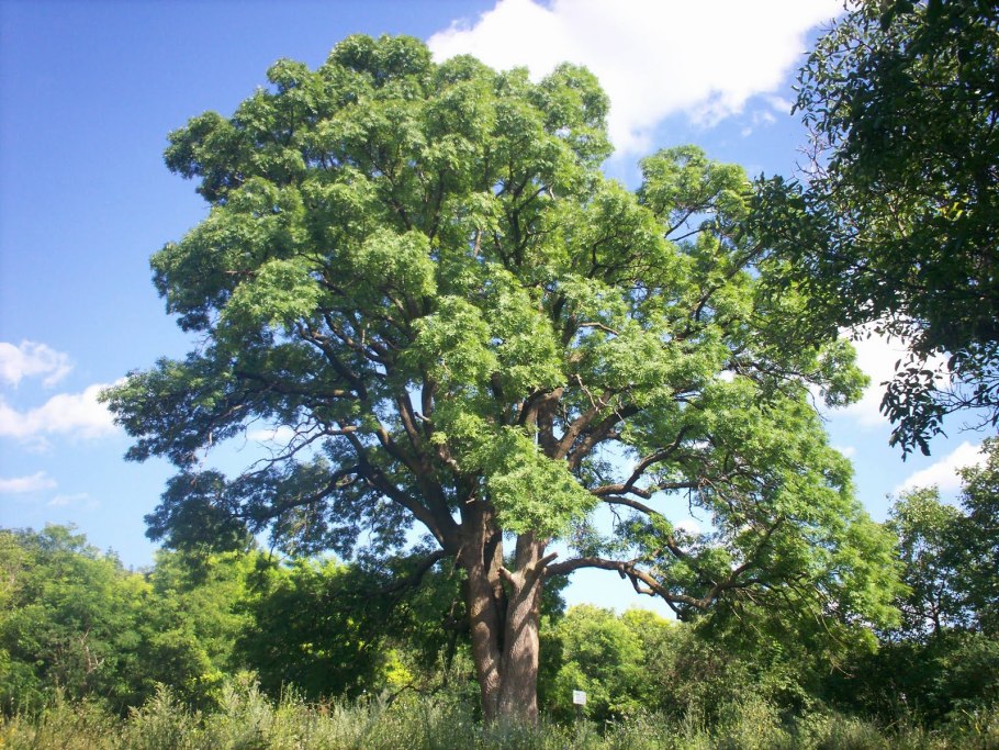Fraxinus rhynchophylla