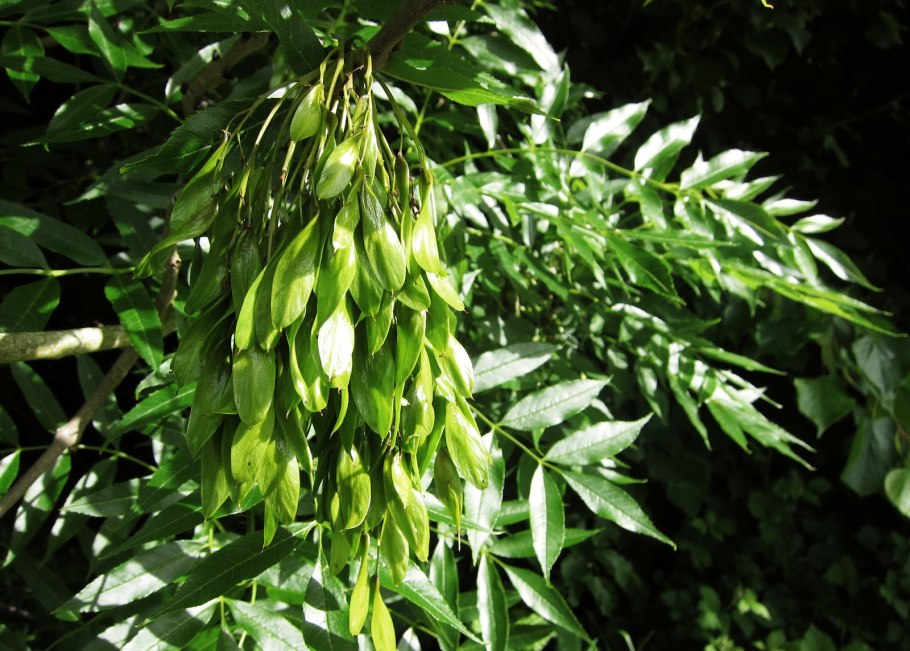 Ясень клюволистный