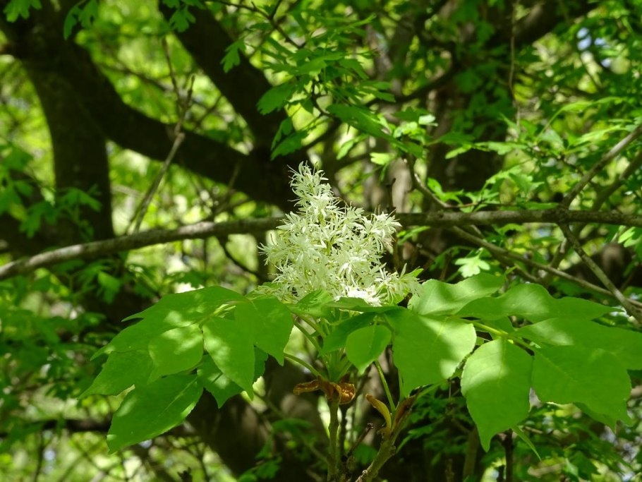 Ясень Дальневосточный дерево