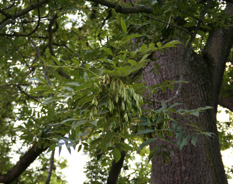 Ясень носолистный фото