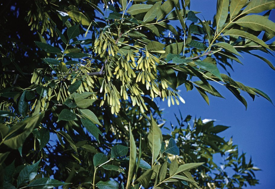 Fraxinus rhynchophylla
