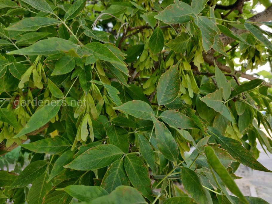 Ясень зеленый Fraxinus lanceolata
