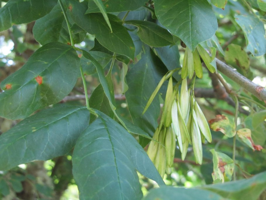 Fraxinus sieboldiana почка