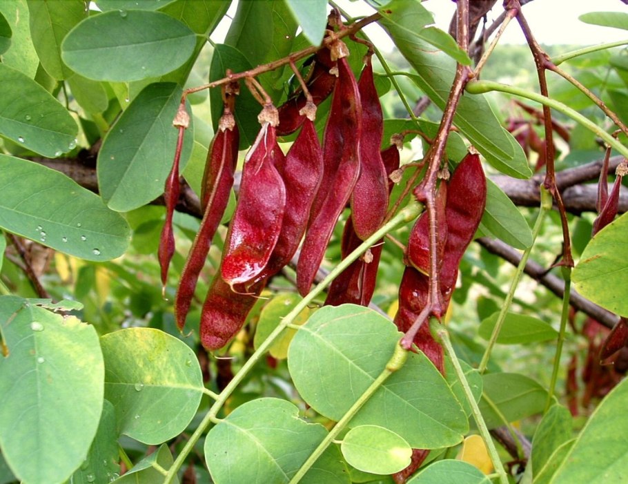 Robinia pseudoacacia