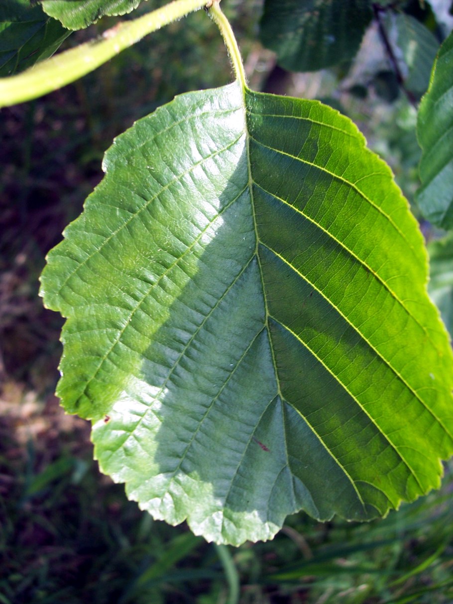 Ясень пенсильванский 'Aucubifolia'
