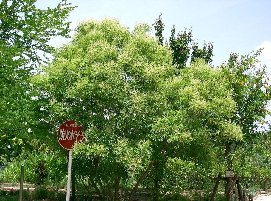 Ясень носолистный (Fraxinus rhynchophylla