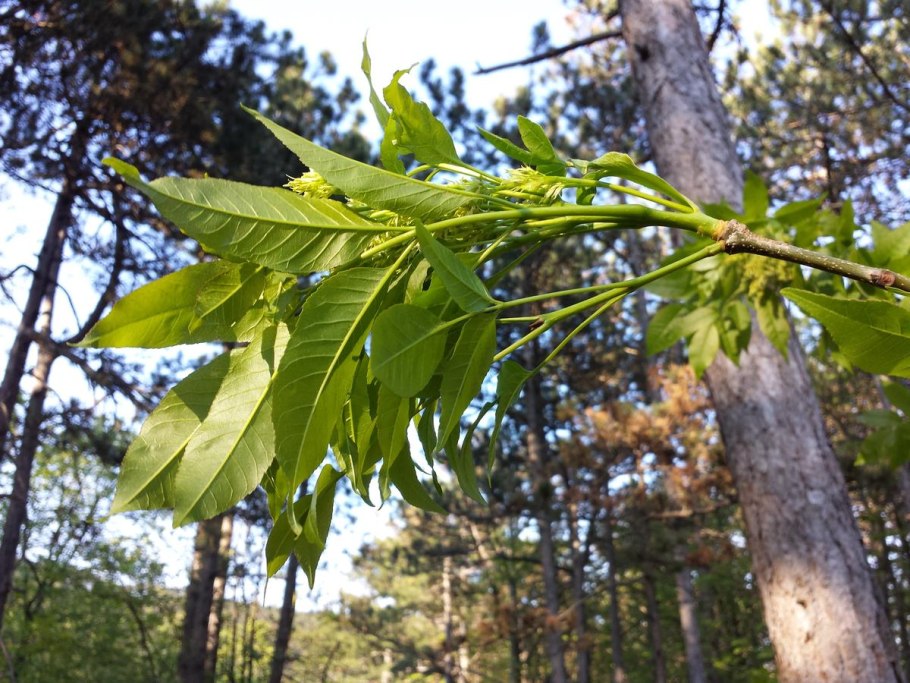 Ясень носолистный дерево