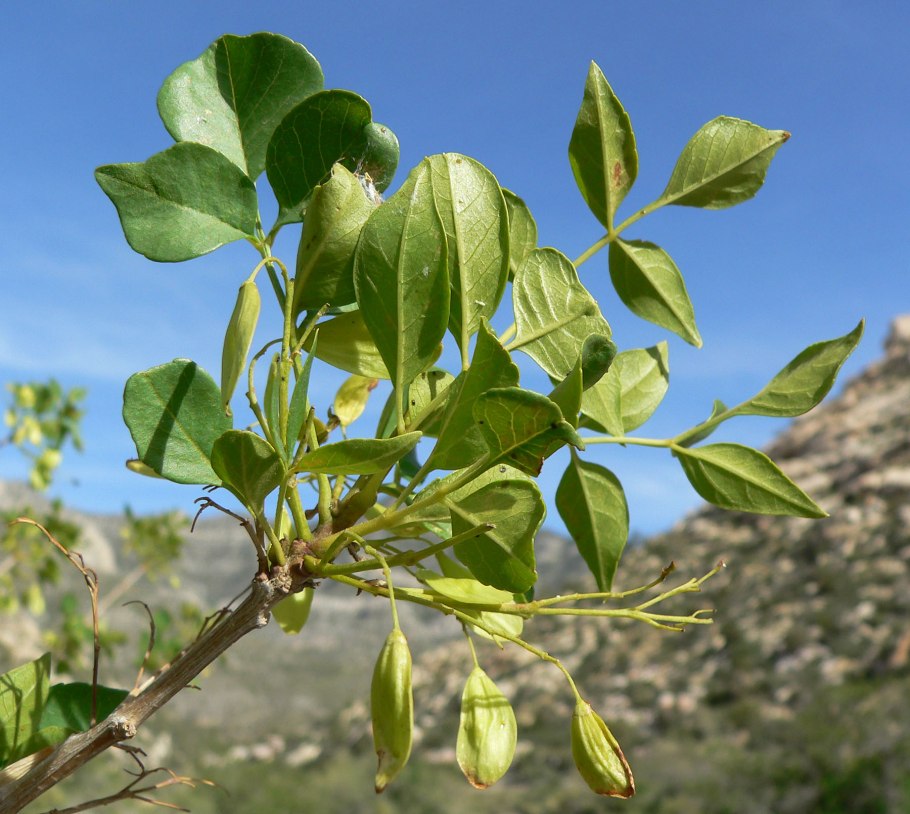 Fraxinus lanuginosa