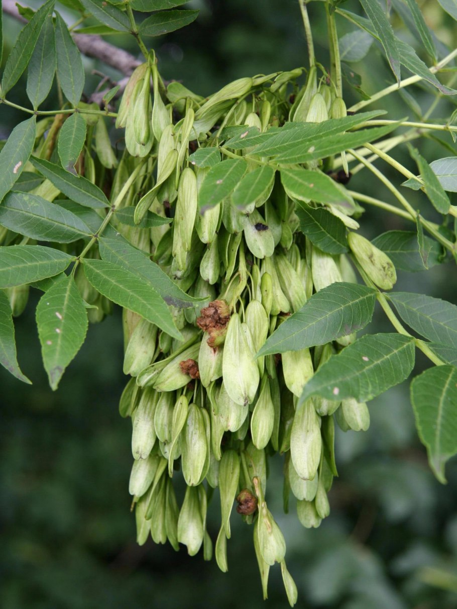 Ясень ланцетный Fraxinus lanceolata