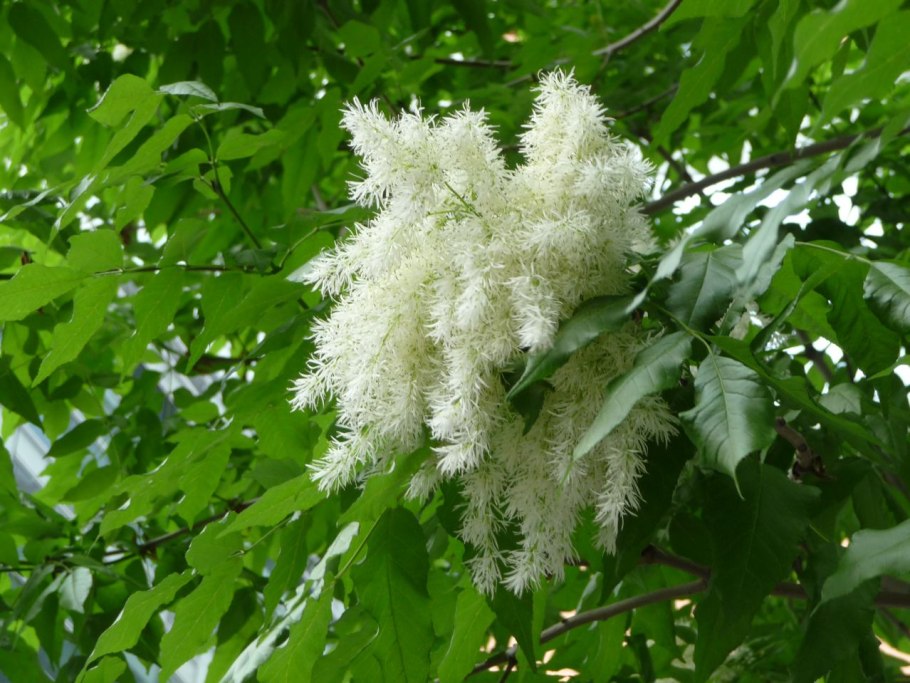 Пелионский ясень