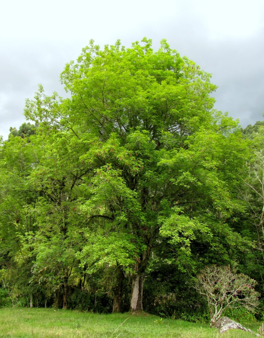 Ясень маньчжурский - Fraxinus mandshurica Rupr.