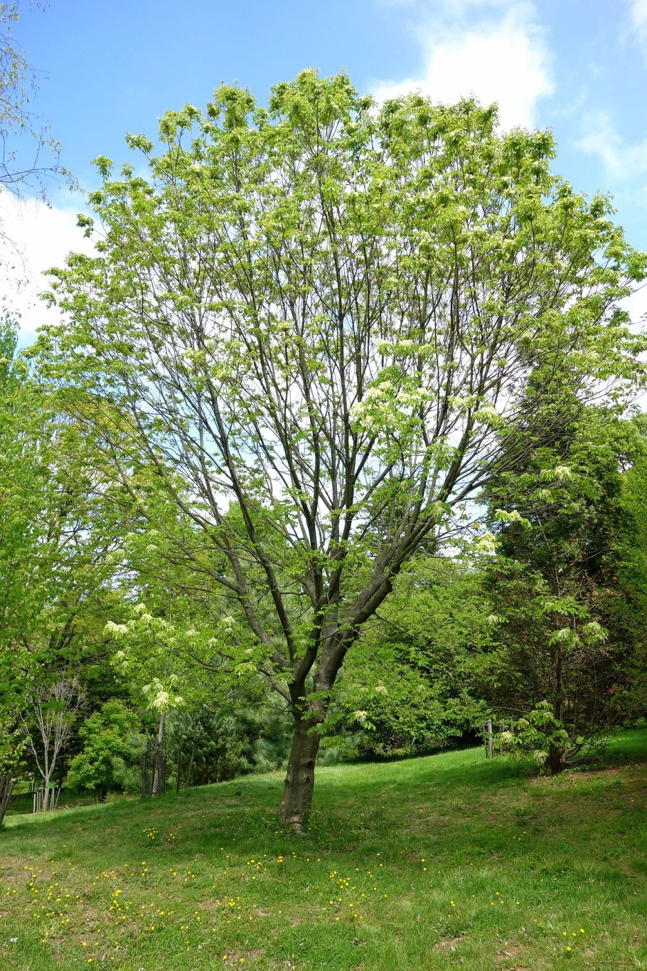 Fraxinus oxycarpa