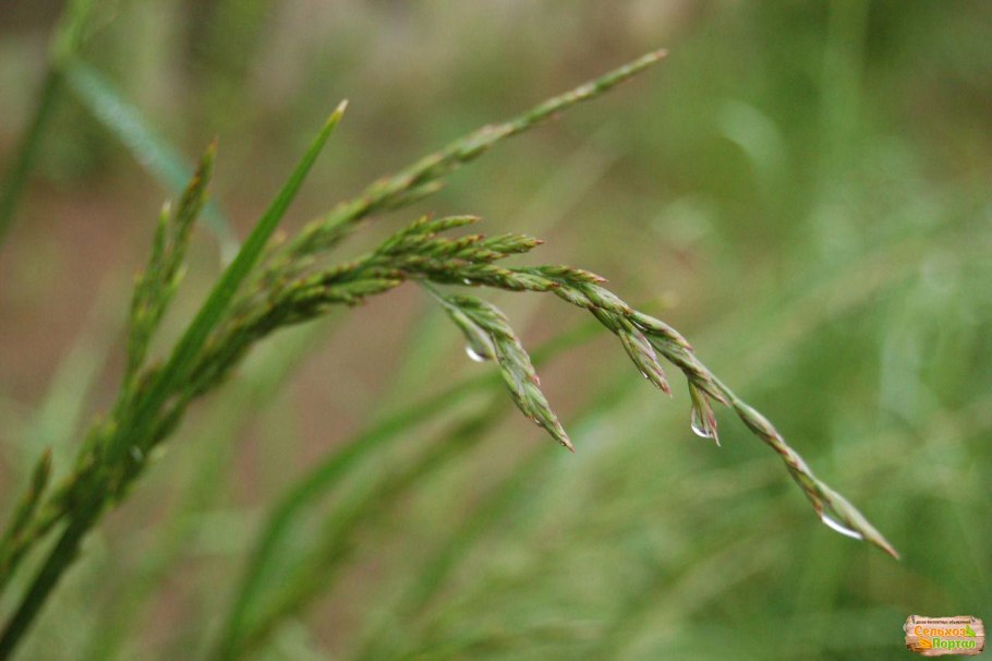 Огонь трава